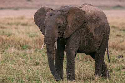 Elephant in a field