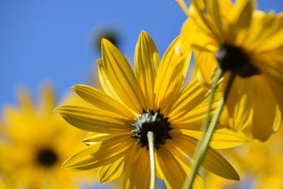 Close-up of insect on yellow flower against sky