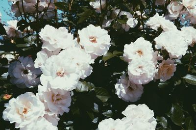 Close-up of white blossom