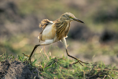 Close-up of bird on field