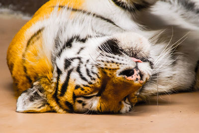 Close-up of tiger sleeping in zoo