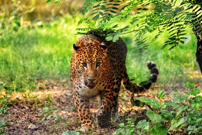 Tiger in grass