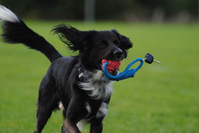 Portrait of dog with ball on field
