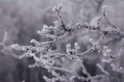 Close-up of frozen flowers on branch