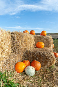Pumpkins on straw bales on pumpkin farm.