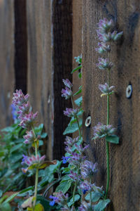 Close-up of purple flowering plants on wooden fence