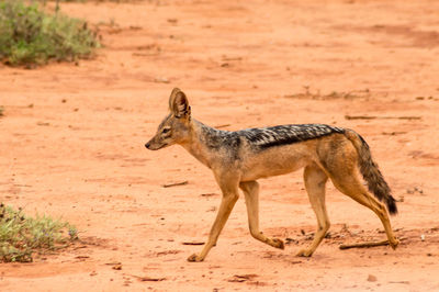 Jackal in tsavo west national park in kenya