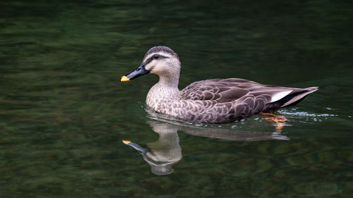 Duck swimming in a lake