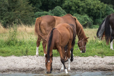 Horses standing on field against trees