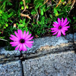 High angle view of flowers blooming outdoors