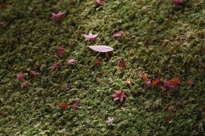 Plants growing on field