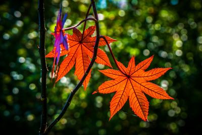 Close-up of red maple leaf