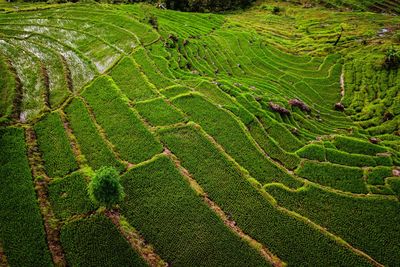 High angle view of agricultural field