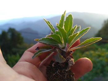 Close-up of hand holding plant
