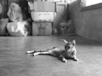 Portrait of cat lying on floor