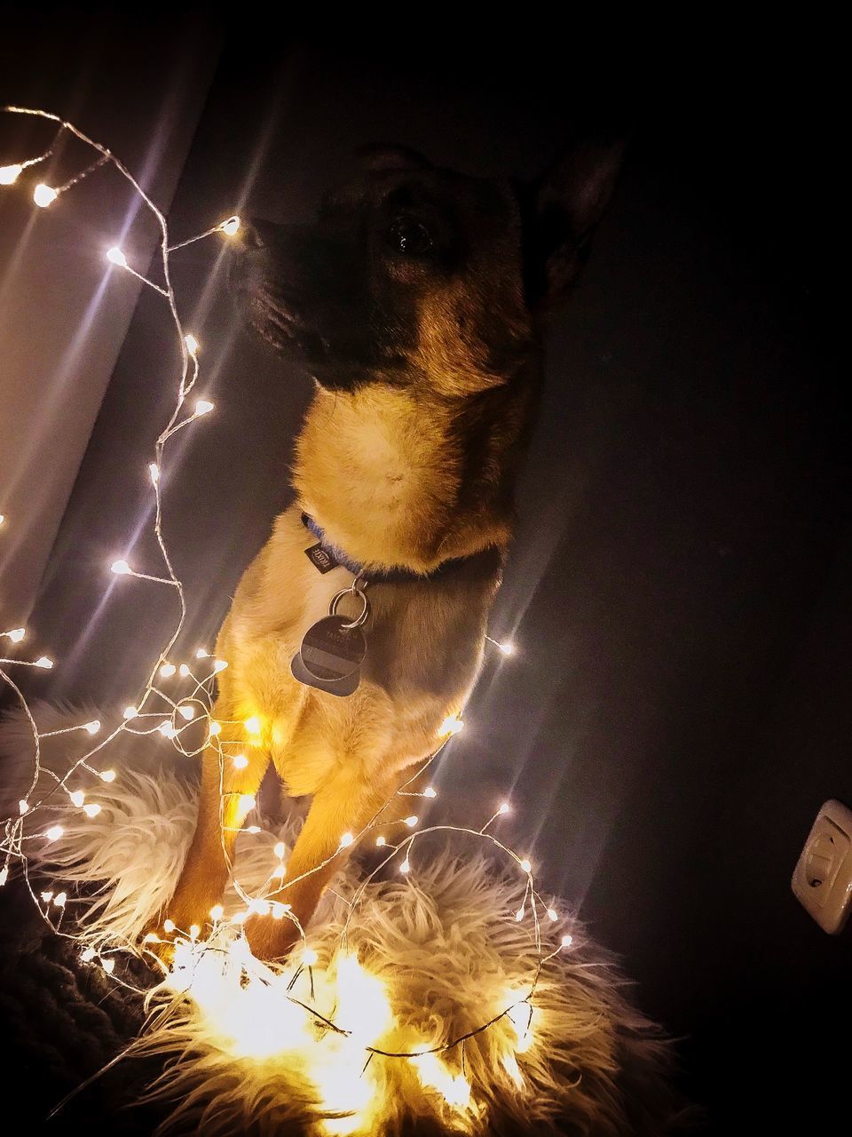 LOW ANGLE VIEW OF DOG ON ILLUMINATED LIGHT