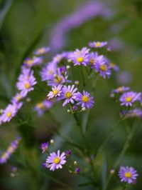 Close-up of purple flowering plants