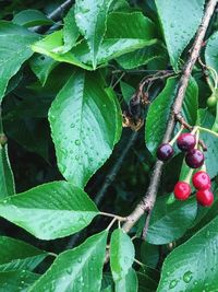 Close-up of fruits growing on plant