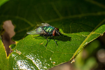 Close-up of fly on leaf