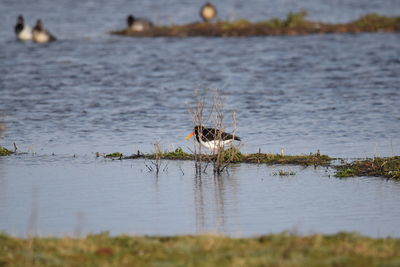 Bird on a lake