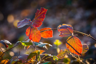 Close-up of autumn leaves