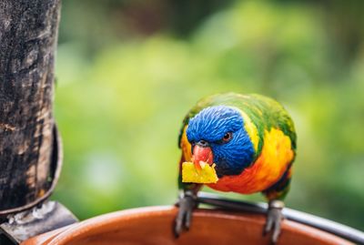 Close-up of parrot perching on wood