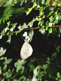 Close-up of butterfly perching on plant