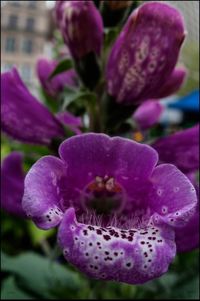 Close-up of purple flowers blooming outdoors