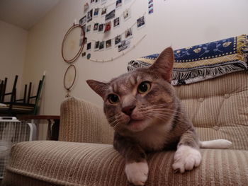 Cat relaxing on sofa at home