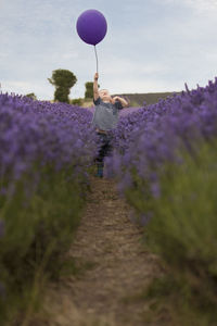 Child on lavender field