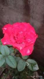 Close-up of wet pink rose blooming outdoors