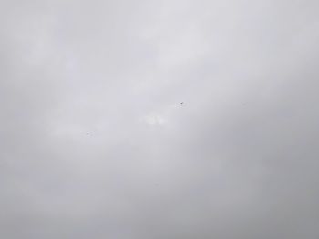 Low angle view of bird flying in sky