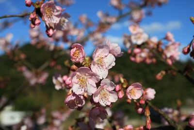 Close-up of cherry blossom