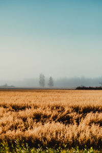 Scenic view of field against clear sky