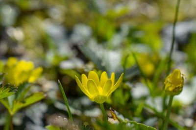 Close-up of yellow flowering plant