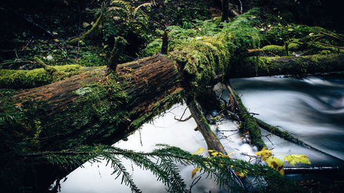 Close-up of plants against trees