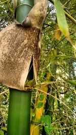 Low angle view of tree