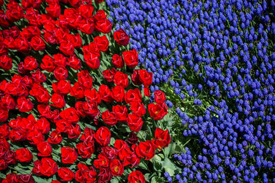 Full frame shot of red flowering plants