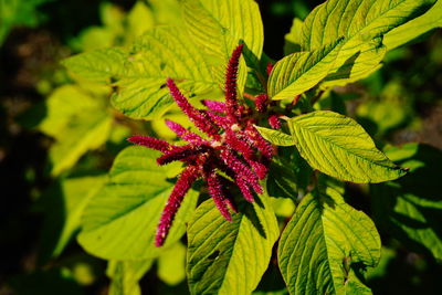 Close-up of red flowering plant