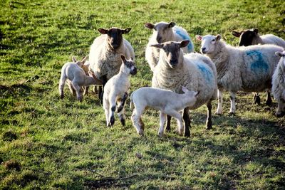 Sheep with lambs on grassy field