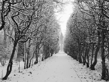 Snow covered road amidst trees during winter