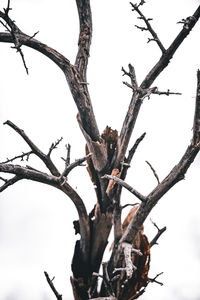 Low angle view of bare tree against sky