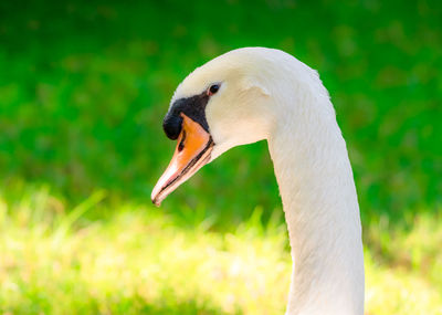 Close-up of a swan