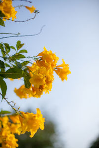 Low angle view of yellow flowering plant against sky
