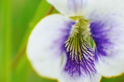 Close-up of purple flowers