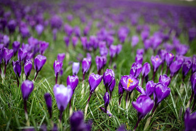 Close-up of purple crocus flowers on field