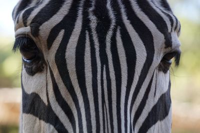 Close-up of a zebra