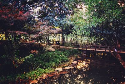 Trees in park