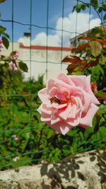 Close-up of pink rose