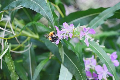 Close-up of bee pollinating on pink flower